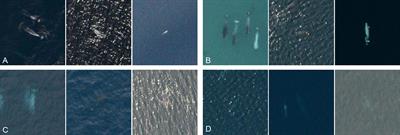 Scaling whale monitoring using deep learning: A human-in-the-loop solution for analyzing aerial datasets